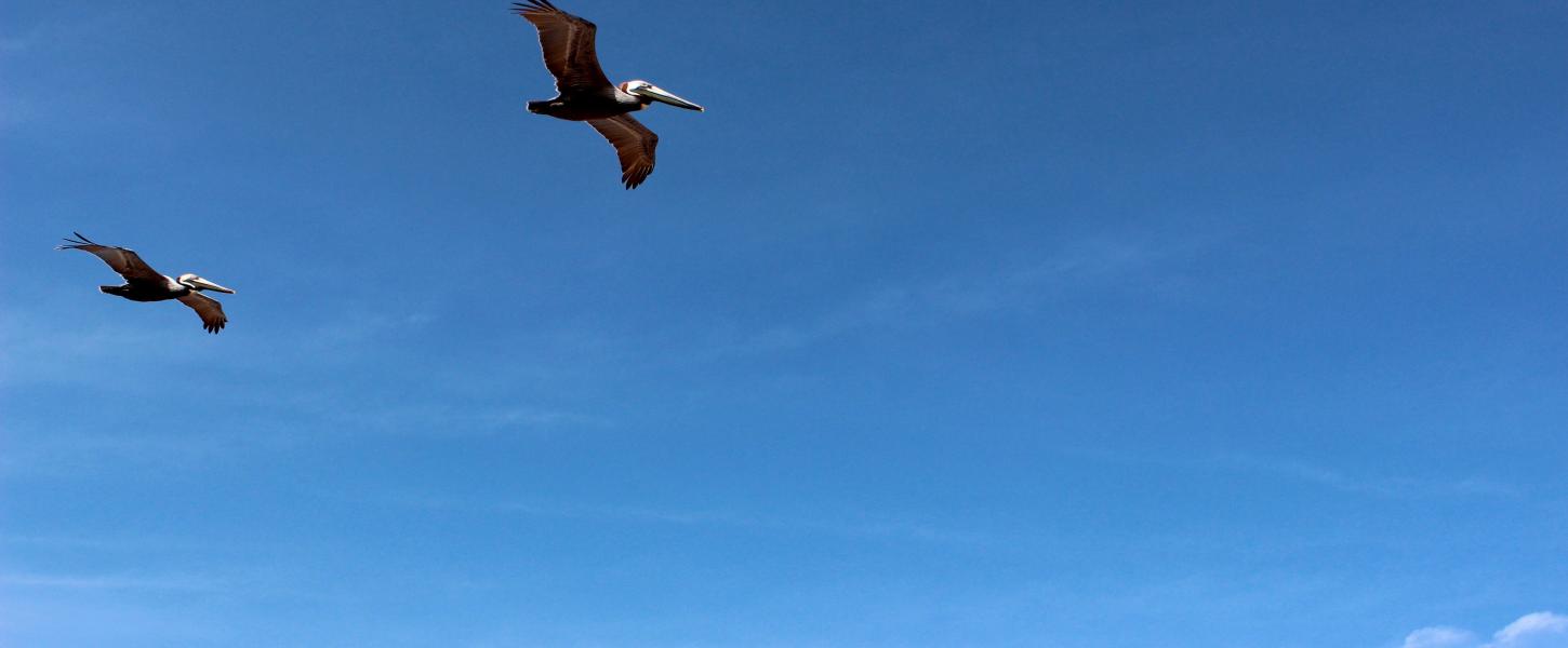 Two brown pelicans in flight at North Peninsula