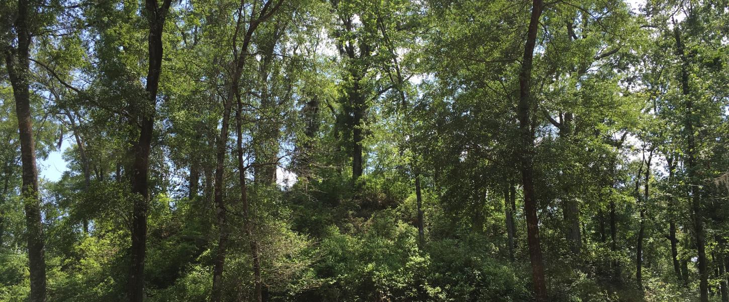 Letchworth Mounds