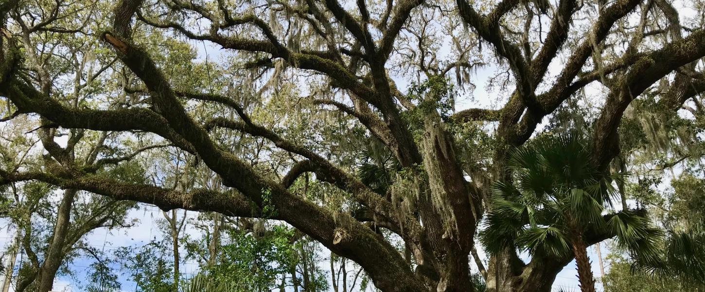 Mammoth Live Oak at Lake Griffin