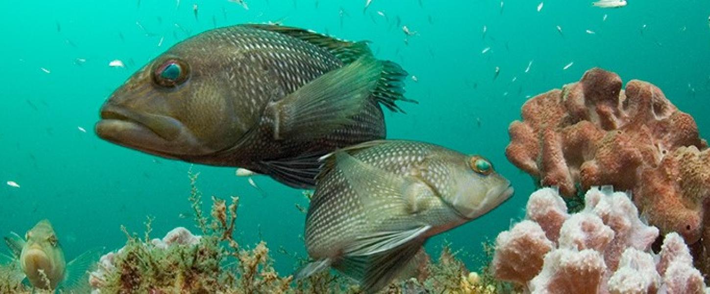 A view of two black sea bass swimming among the corals.