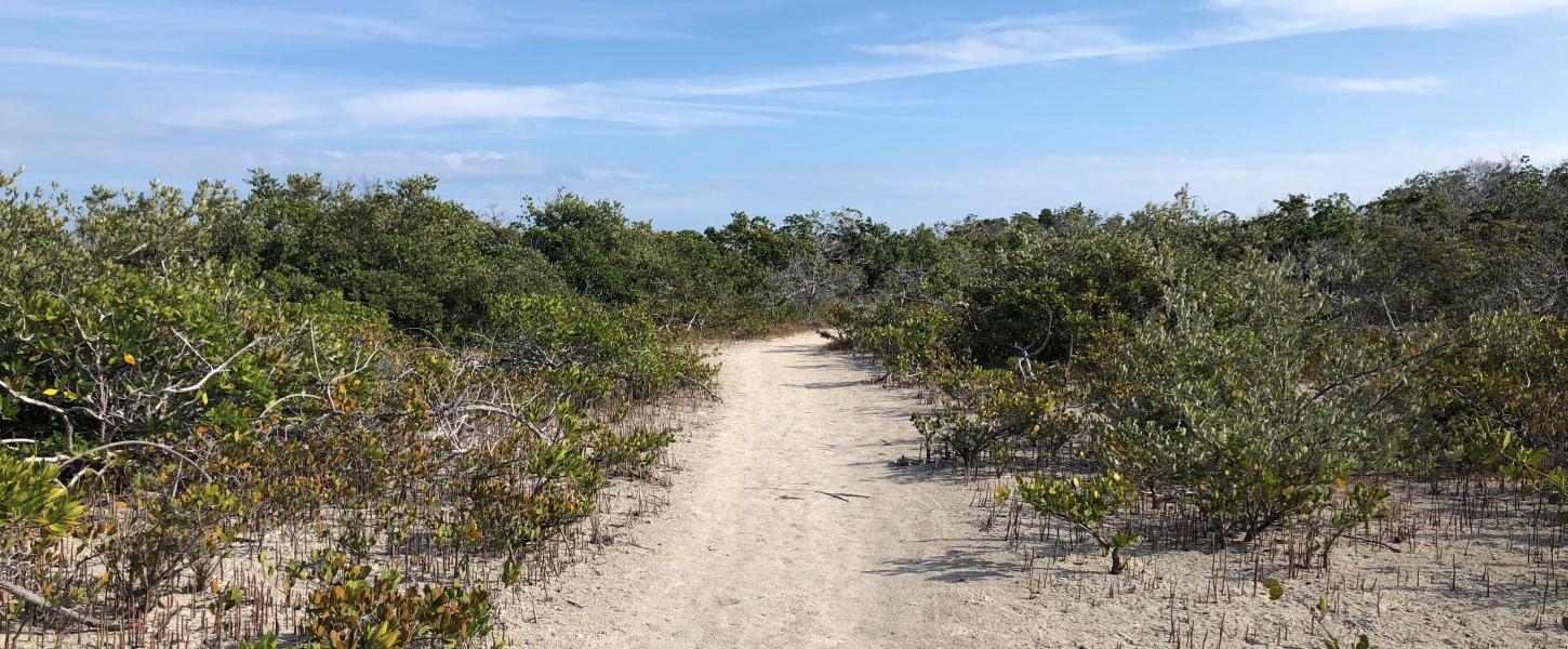 The keys tidal barren is an almost desert like habitat. Here in this photo there is a trail through shrubby landscape