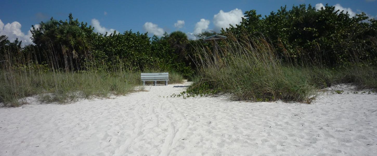 Beach showing sea oats, trees and a bench