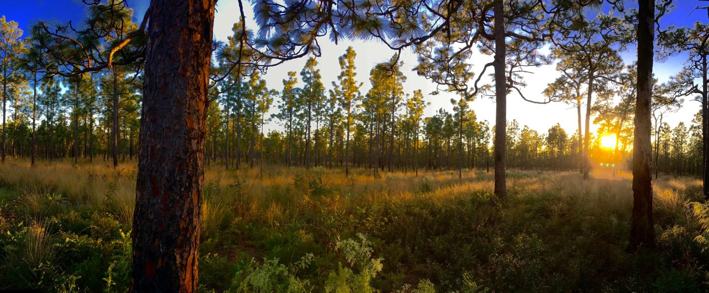 Mike Roess Gold Head Branch State Park Florida State Parks