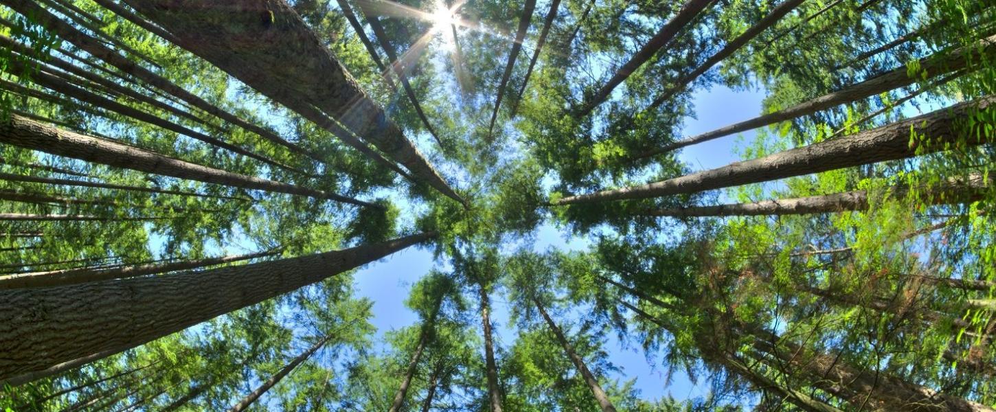 San Felasco Hammock Trees