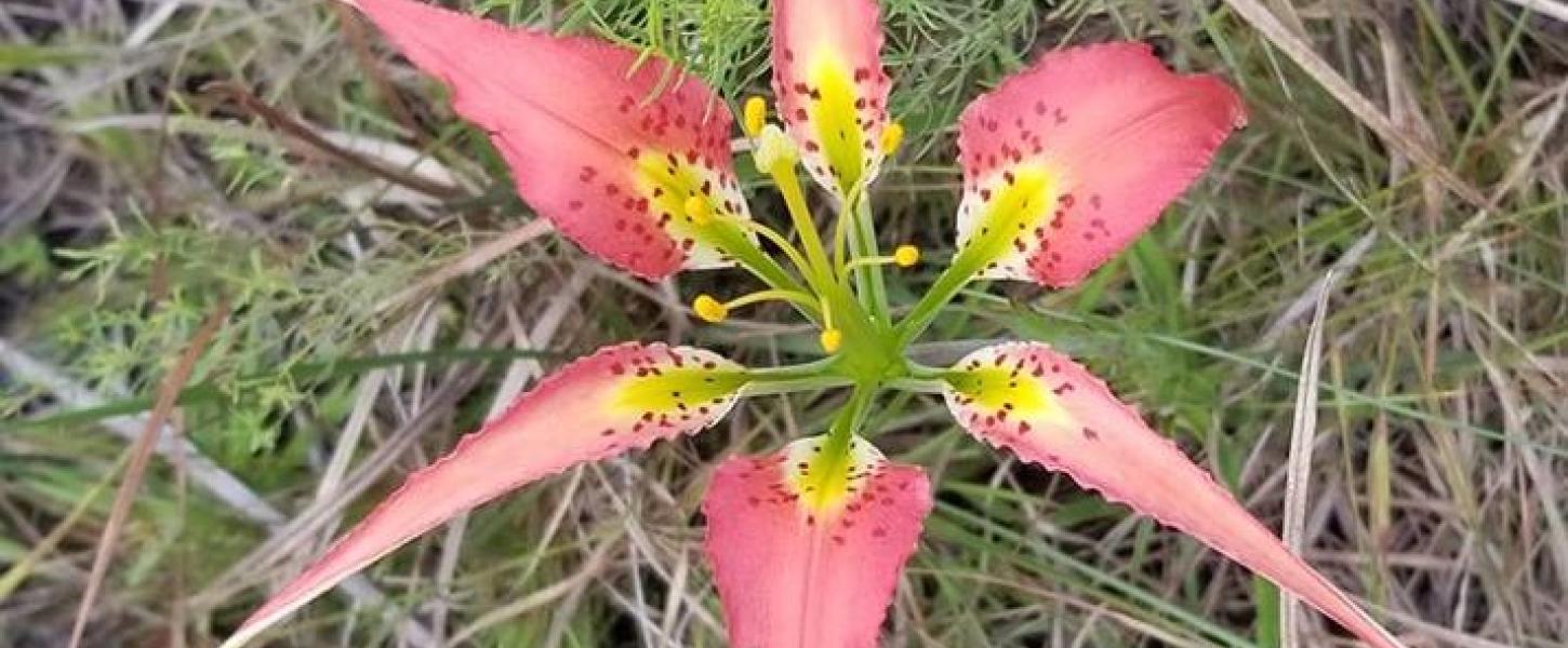 A pink pine lily.