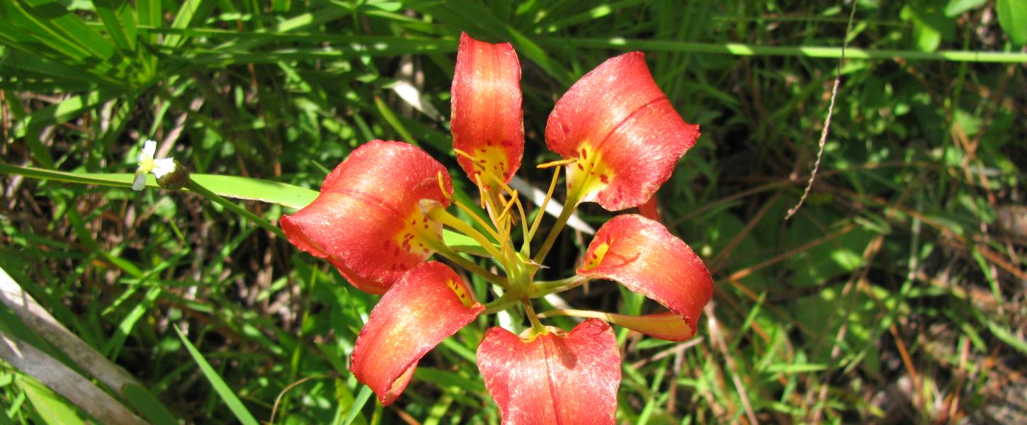 Beker - Wingate Creek Flower