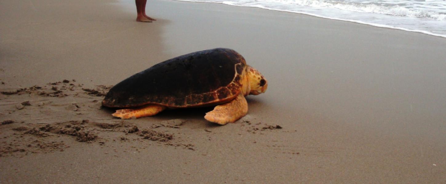 Turtle on the beach