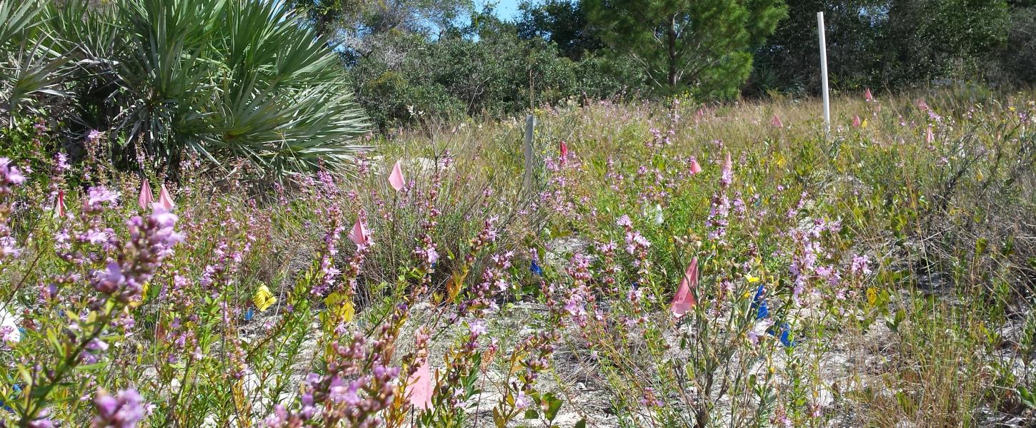 A population of endangered Savannas mint plants with purple flowers.