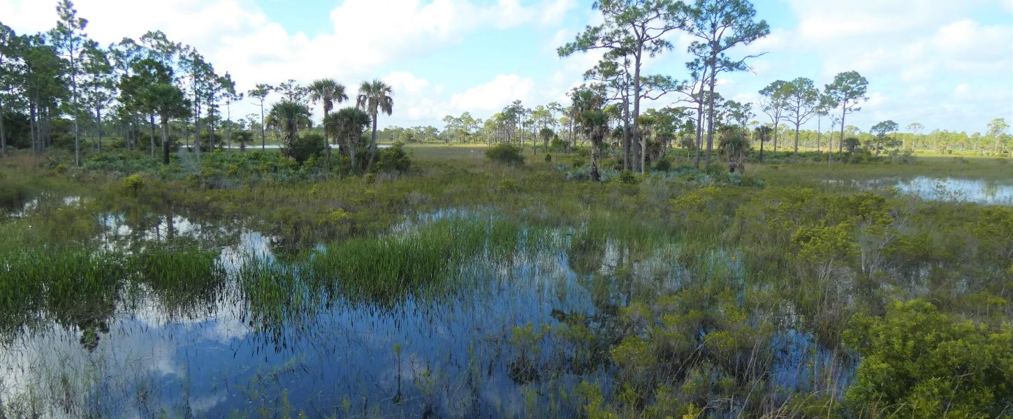 Standing water in the wet prairie with trees in the distance.