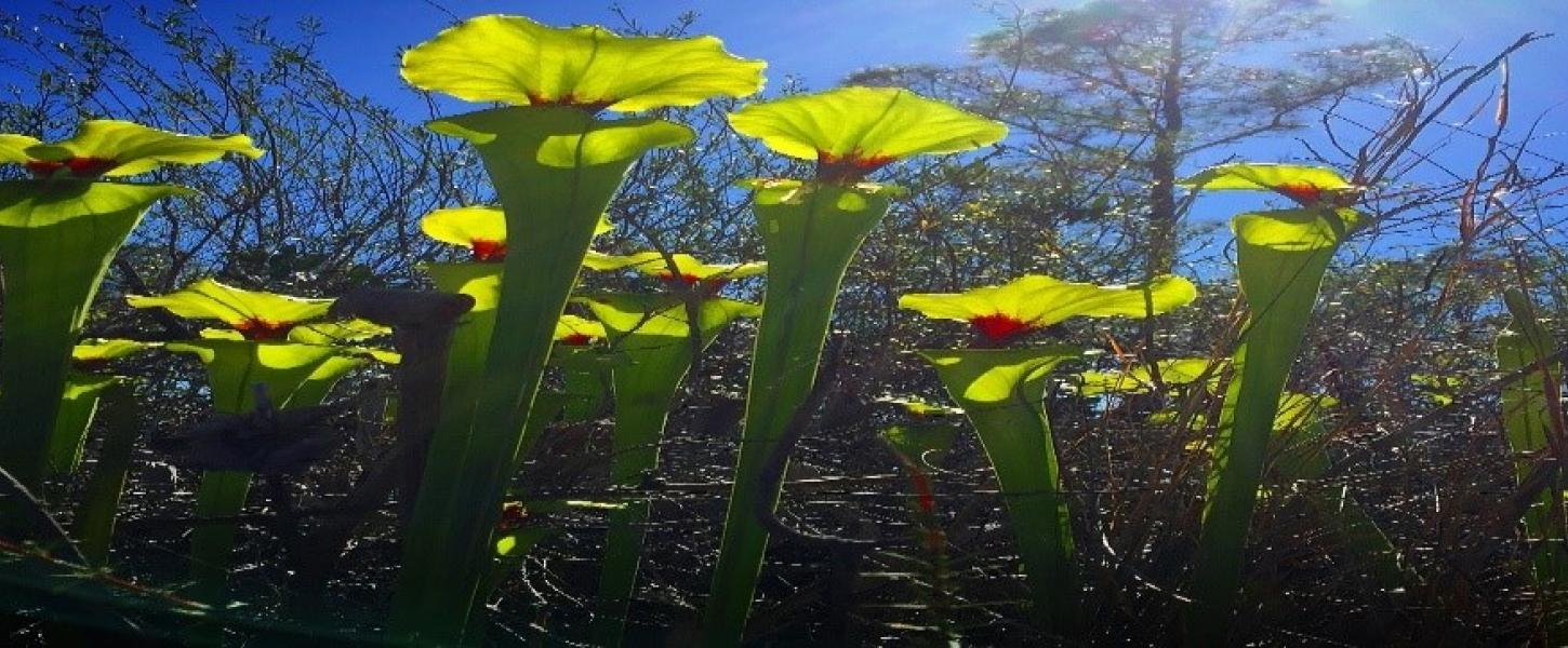 Bright green pitcher plants grow at Deer Lake State Park.