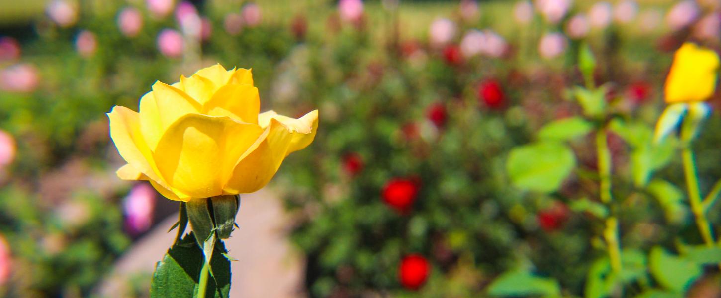 A yellow rose in the foreground of the rose garden with red and pink roses in the background 