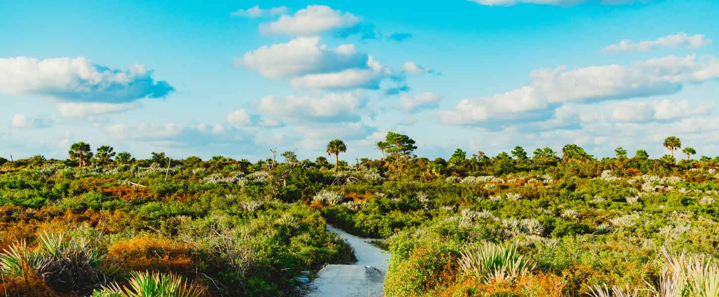 an image of a dirt trail with shrubs on each side and a bright blue sky with clouds.