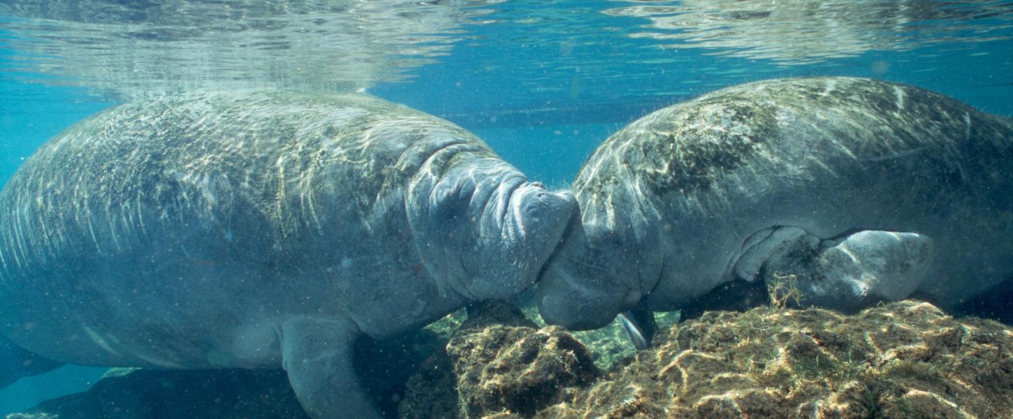 Two Manatees Swimming Together in Spring