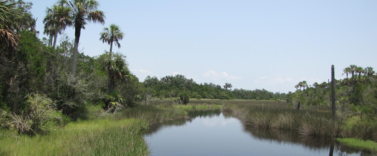 View of water and palm trees winding in the salt marsh