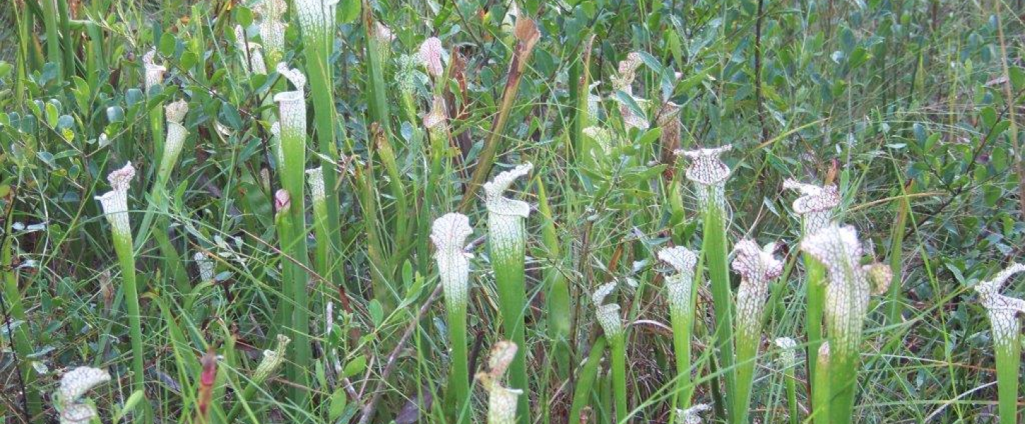 flowers, plants, walk, trail