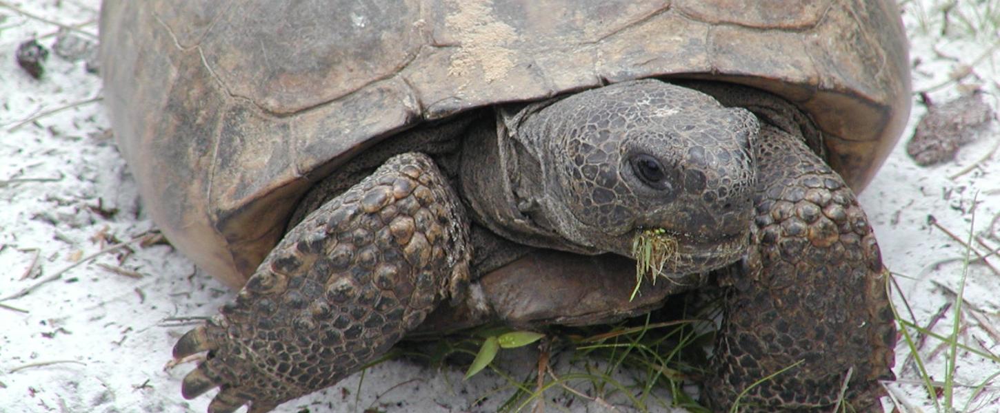 A large gopher tortoise. 