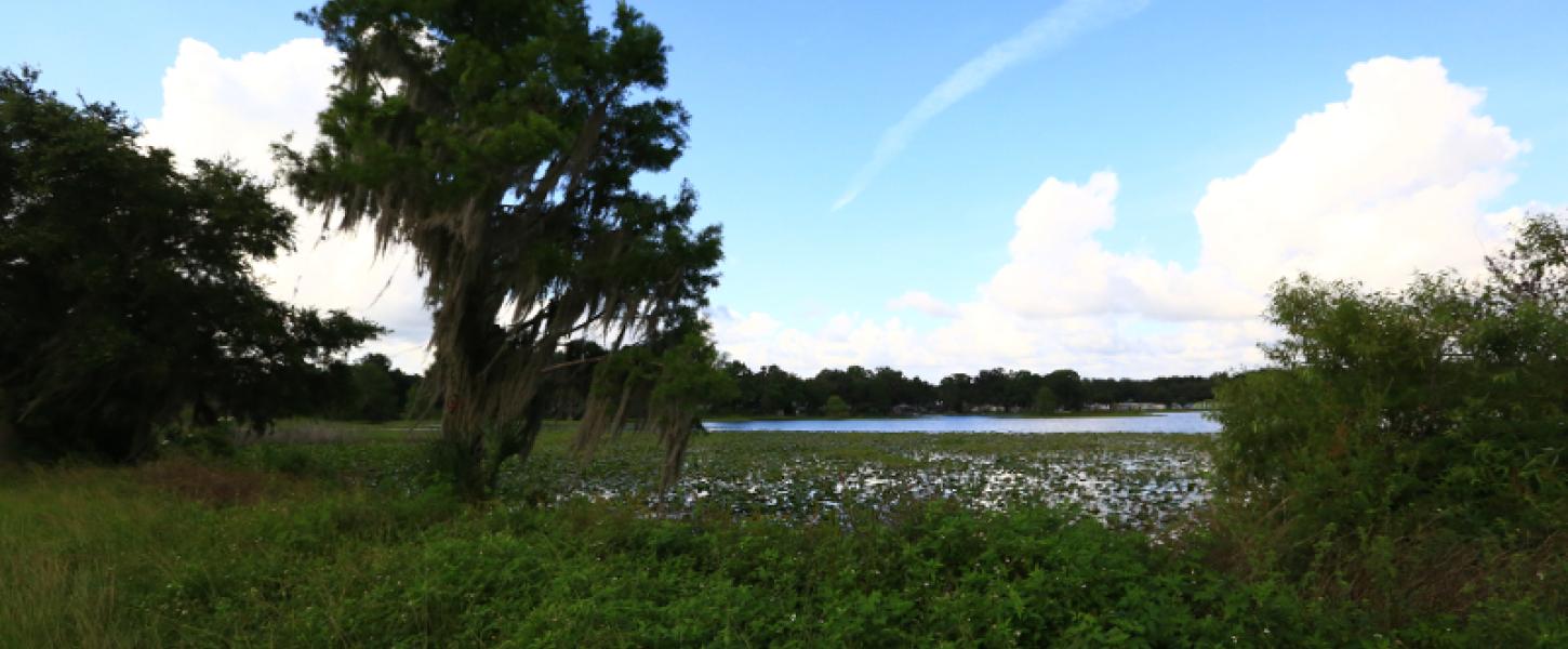 a tree draped in spanish moss stands by a riverbank against a blue sky