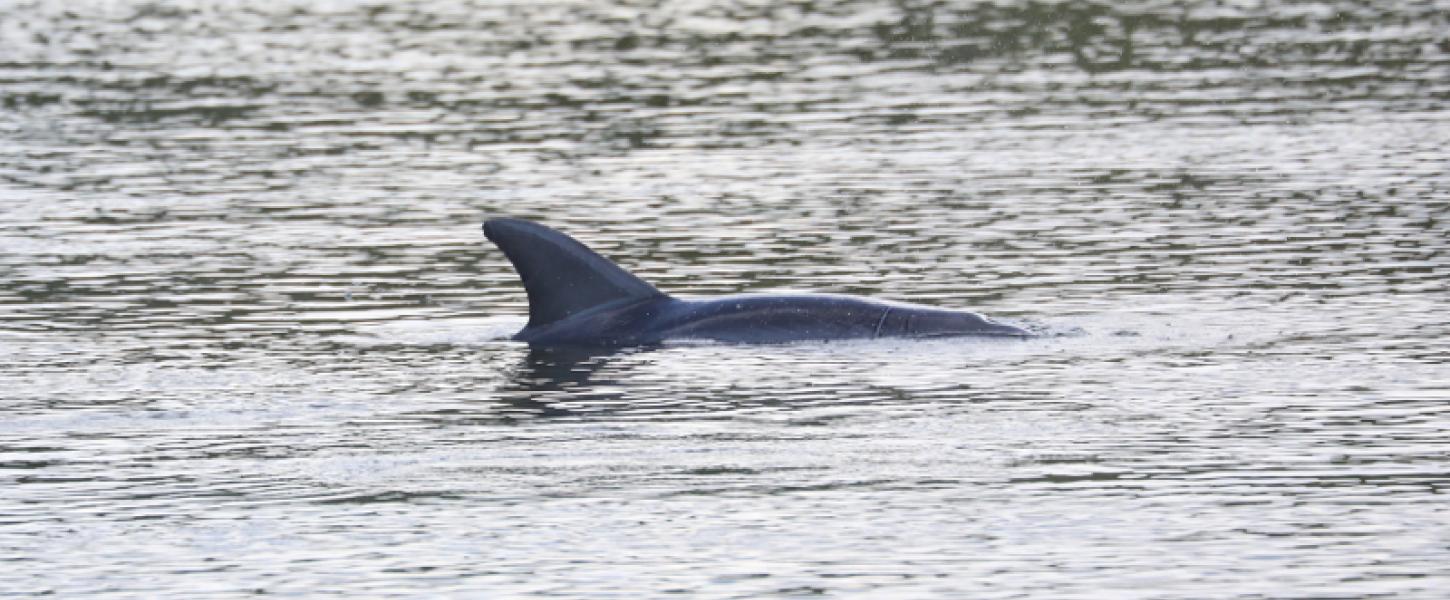 the dorsal fin of a dolphin seen above the water