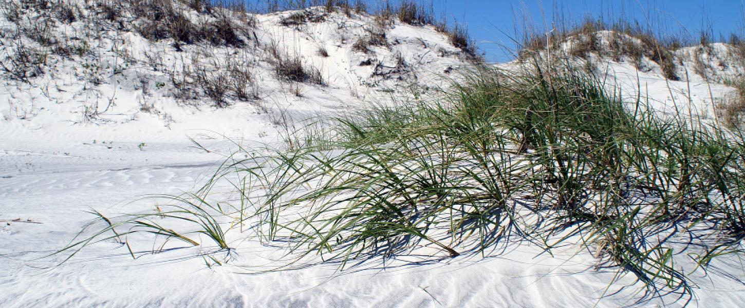 Image of Sand Dunes with grass