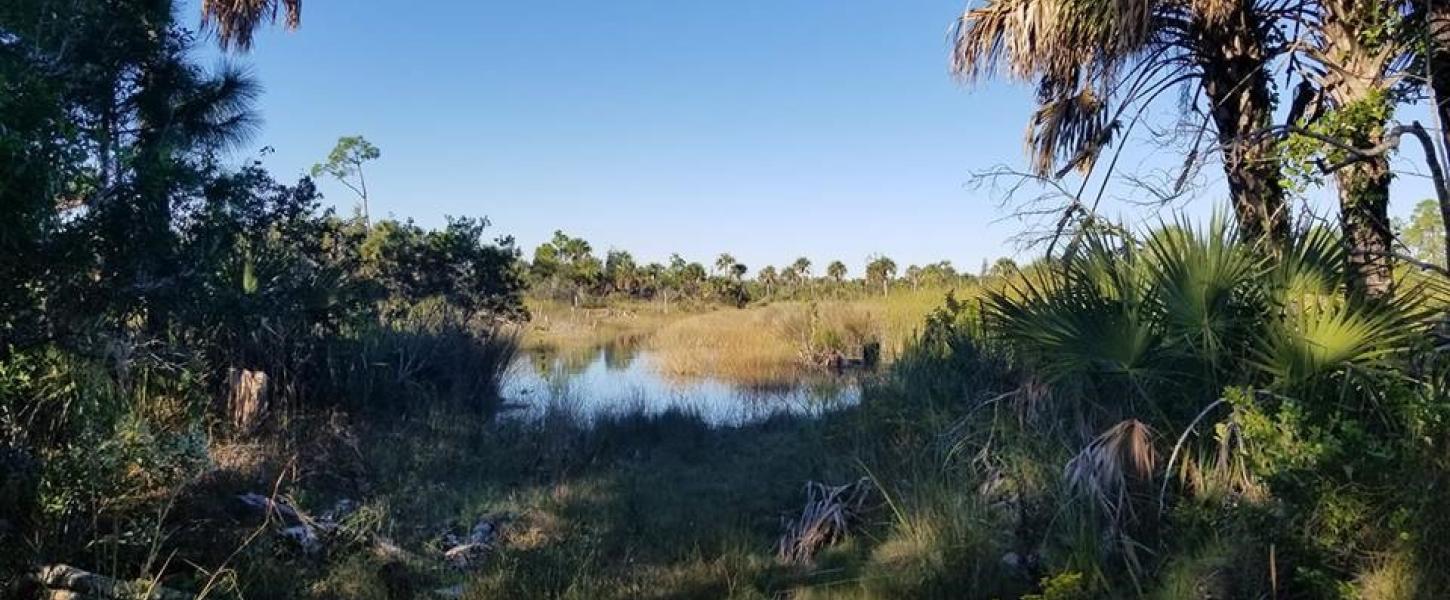 A view of a trail at Estero Bay.