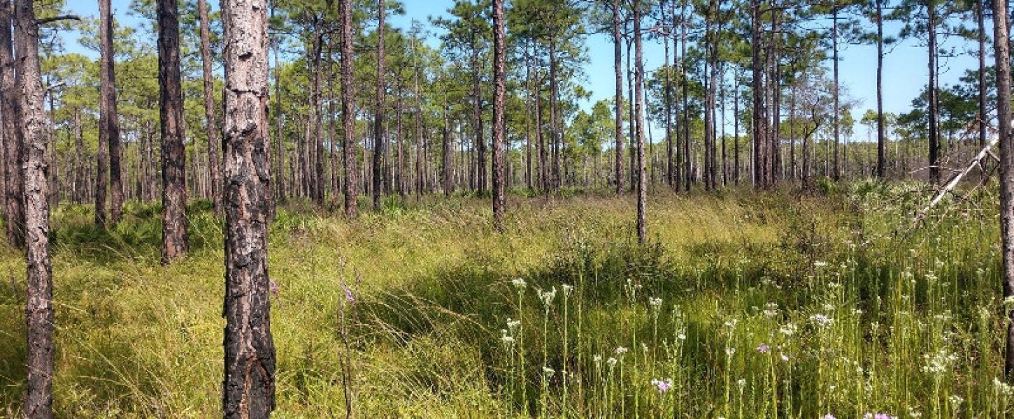 many thin pine trees and tall grasses litter an open forest area