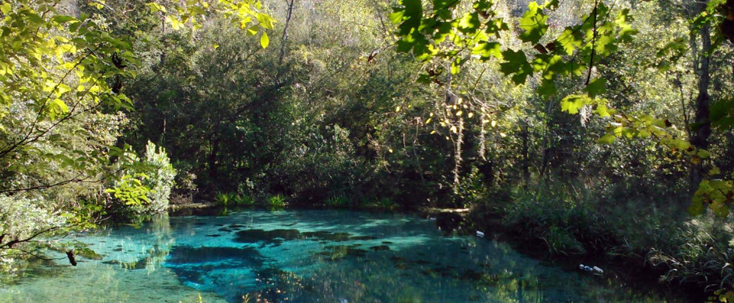 Image of the headsprings of Ichetucknee Springs State Park.