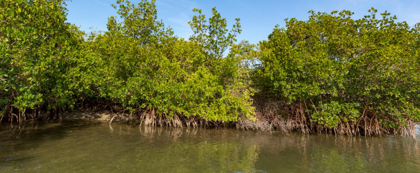 Photo of mangrove trees from the water