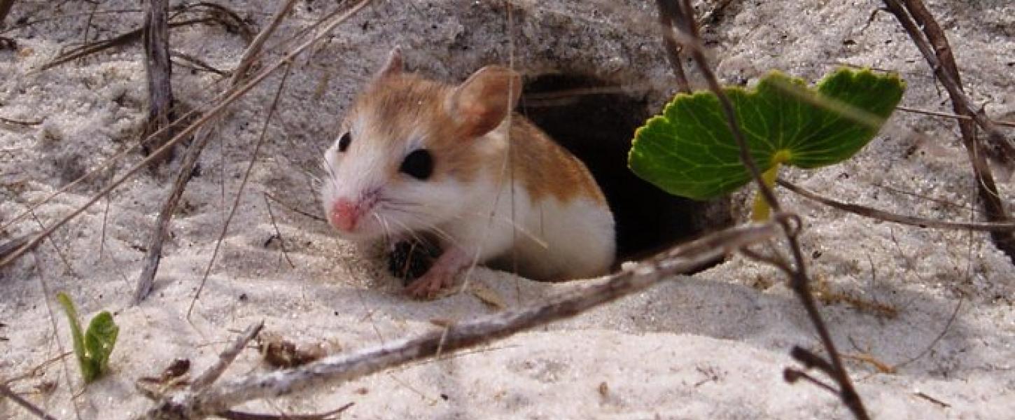 A beach mouse on the dune.