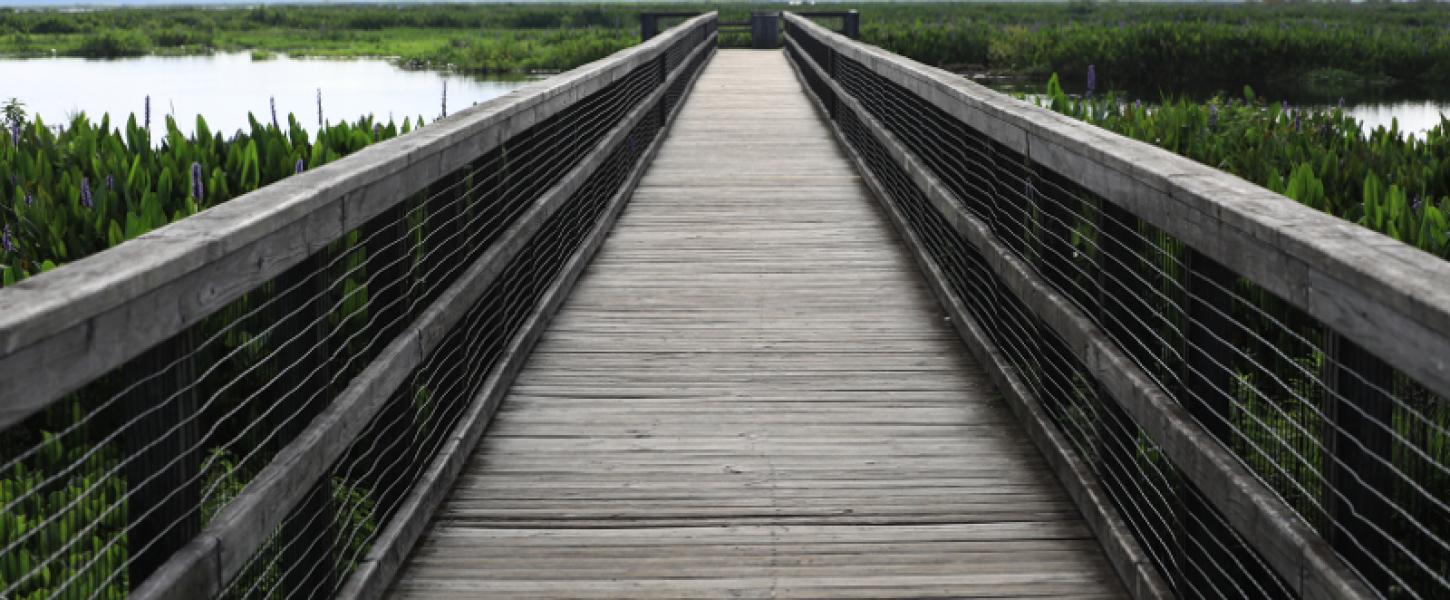 Image of boardwalk trail at paynes prairie preserve state park.