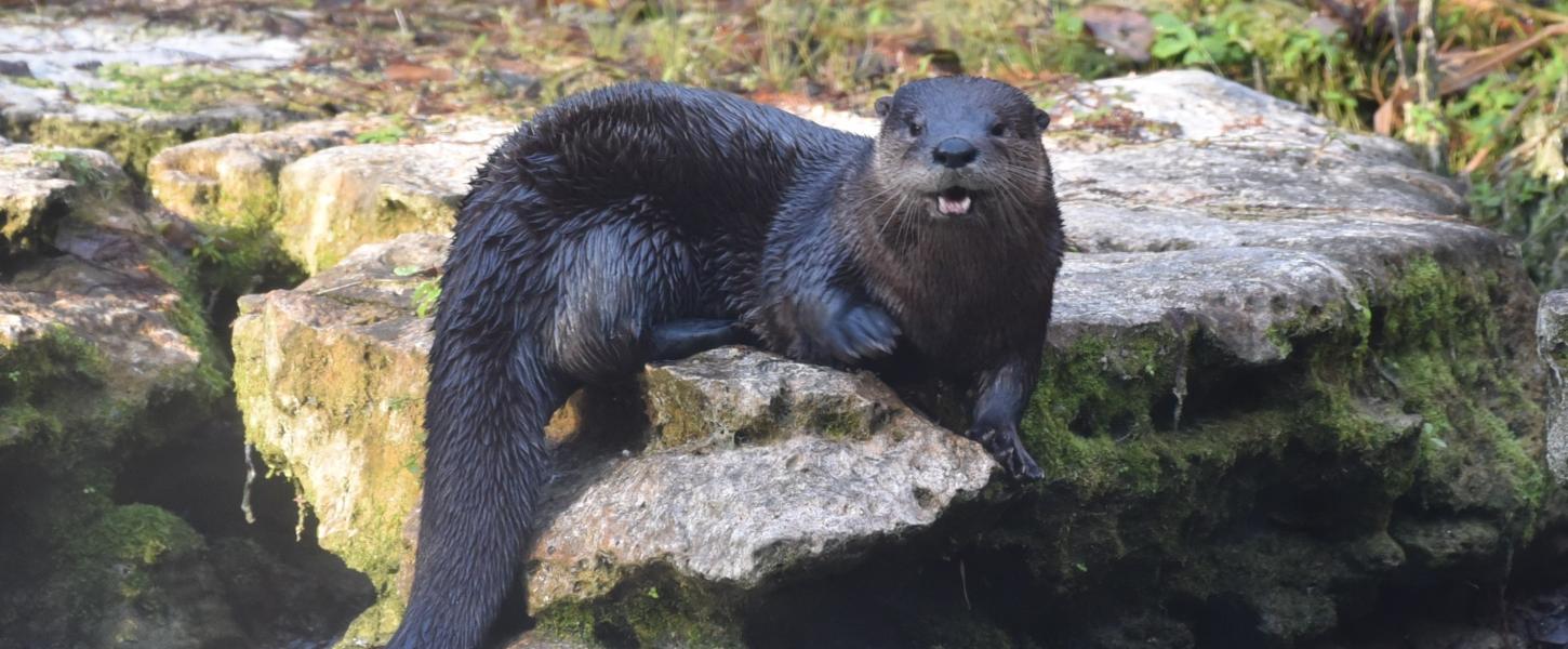 River otter