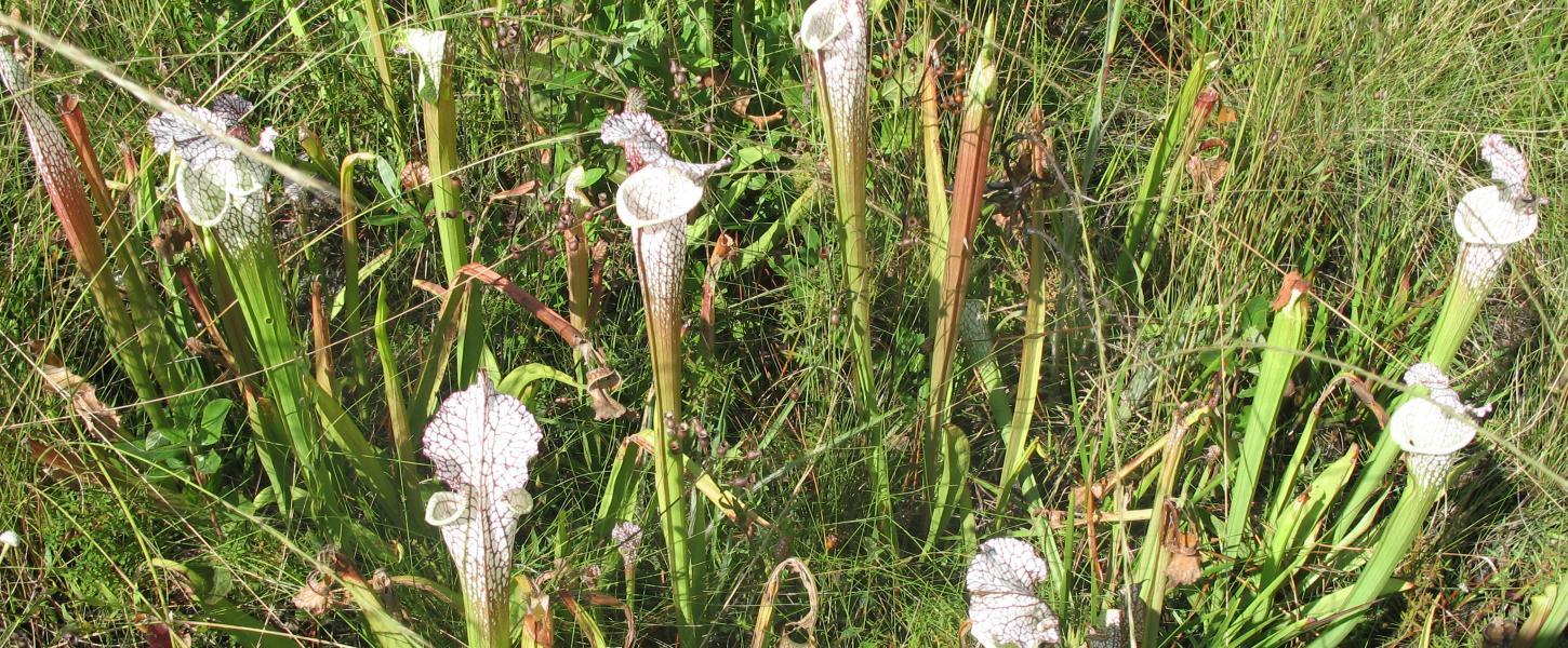 Wildflowers, walking, turpentine, guided, wetlands