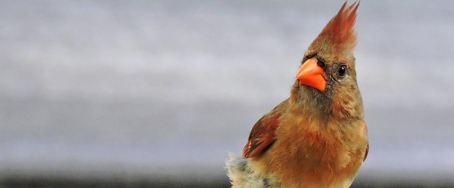Close up image of cardinal, a red bird with orange beak. 