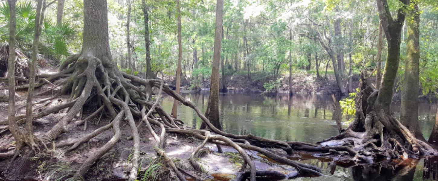 a tree with extended roots sits on top of a riverbank