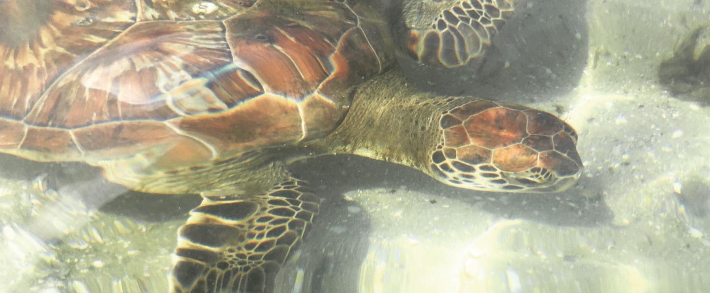 Sea turtle is seen through the ripples of clear water. 