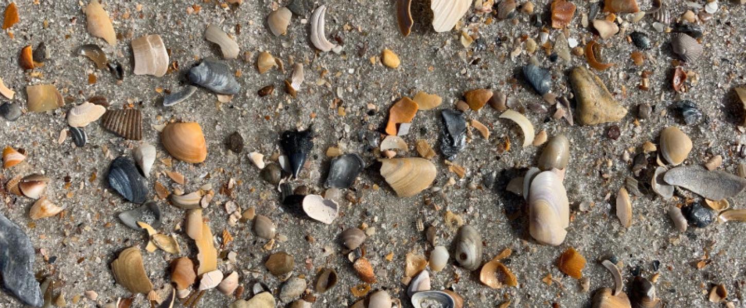 Multiple multicolored shells lay on the sand at fort clinch state park.