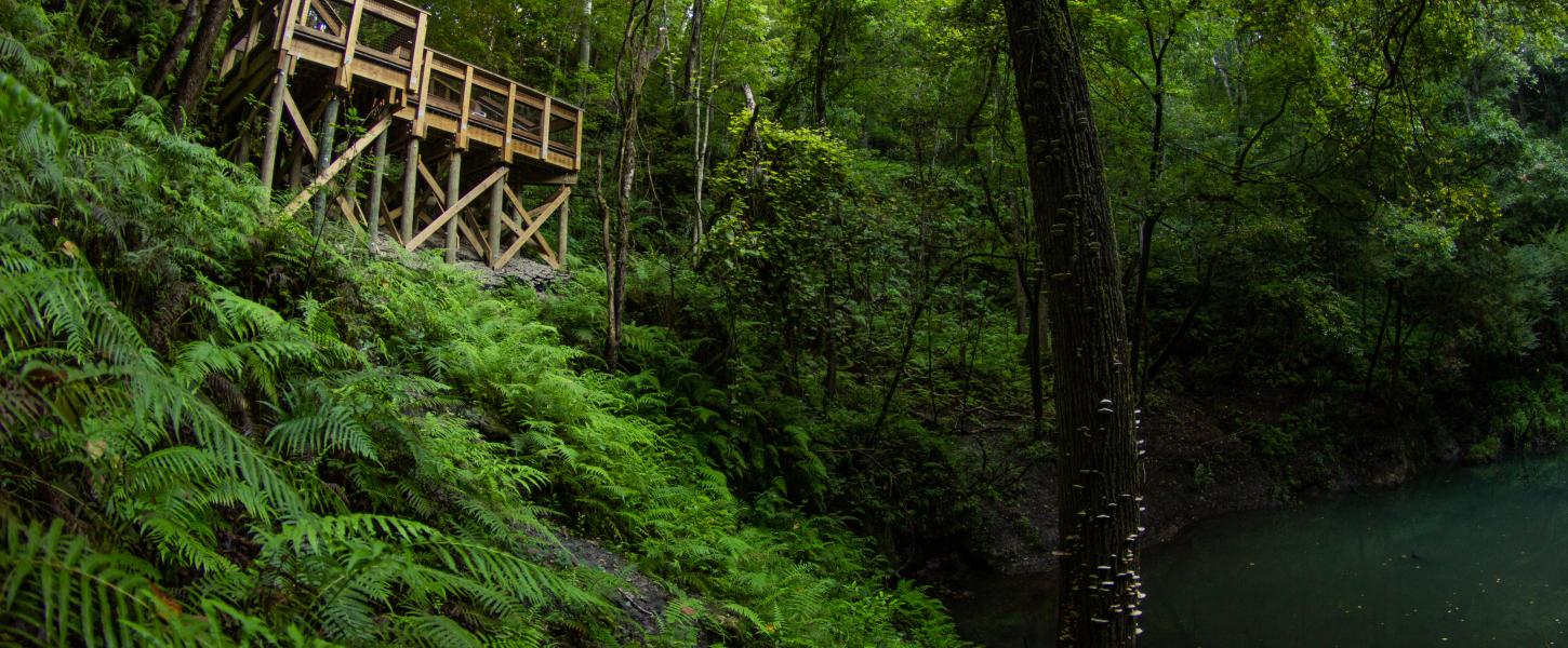 A wooden boardwalk ends above a verdant green sinkhole filled with water and surrounded by vegetation