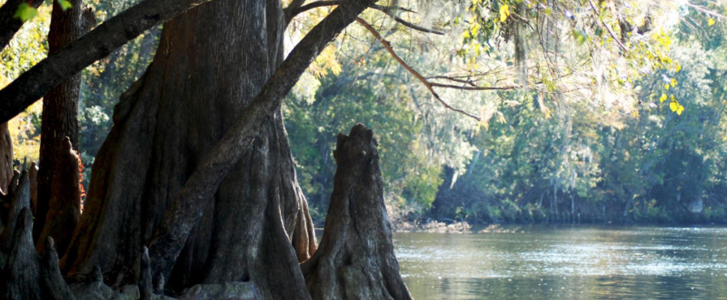 a cypress tree and root stick out of the river