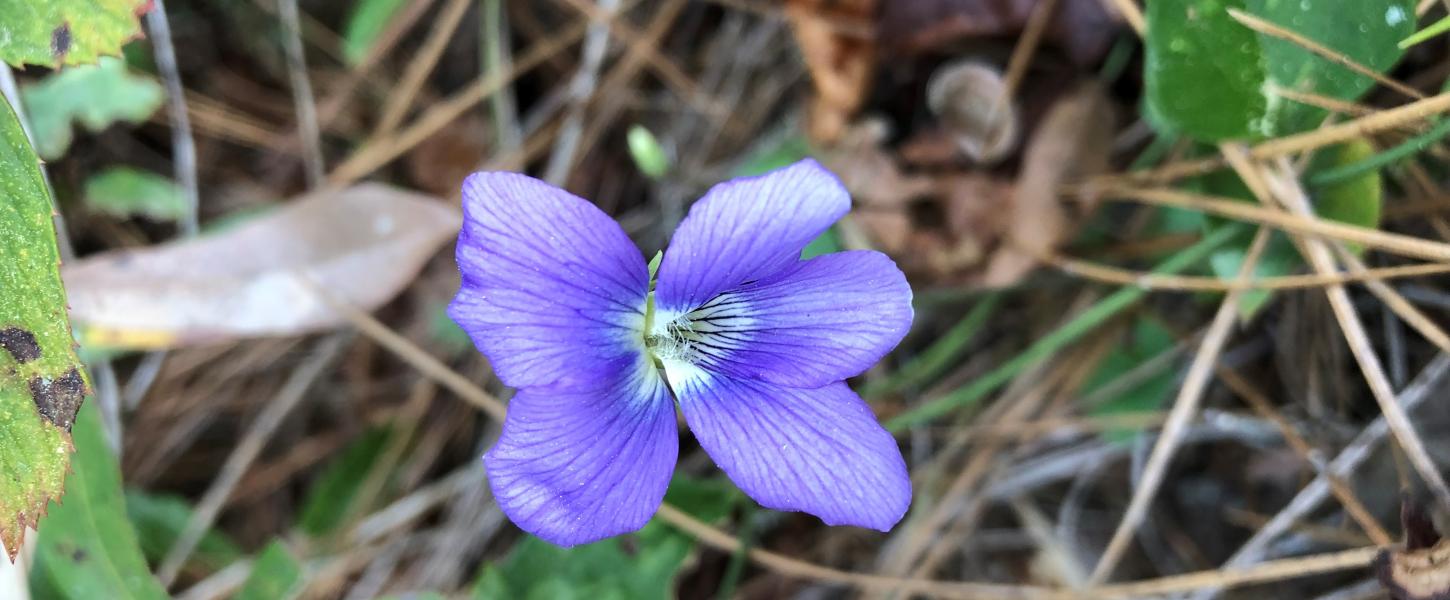 A purple violet nestles alongside green smilax vines/