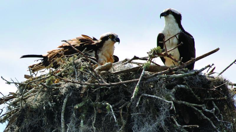 Two osprey on the nest.