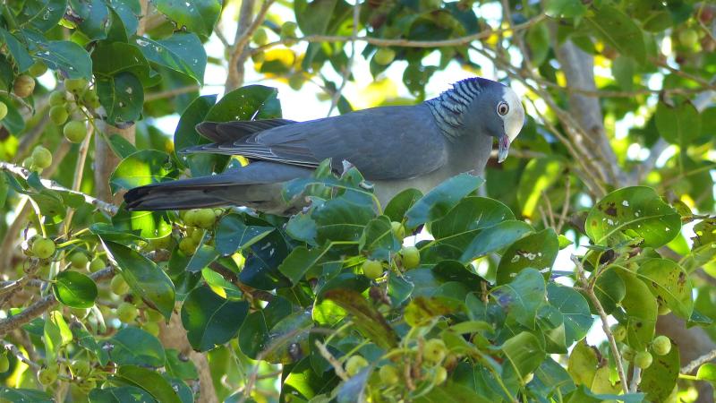 White Crowned Pigeon in a Short leaf fig tree.