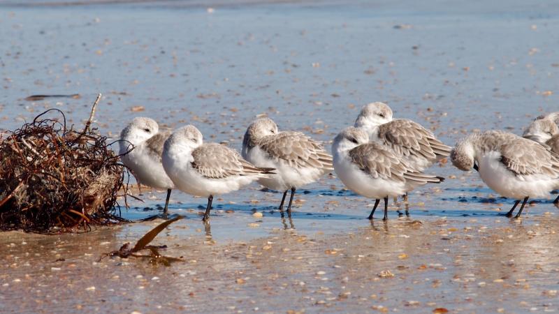 Sandpipers on the shore