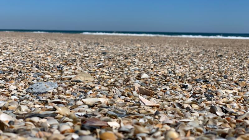 Shells on the Atlantic shoreline at Little Talbot Island State Park.