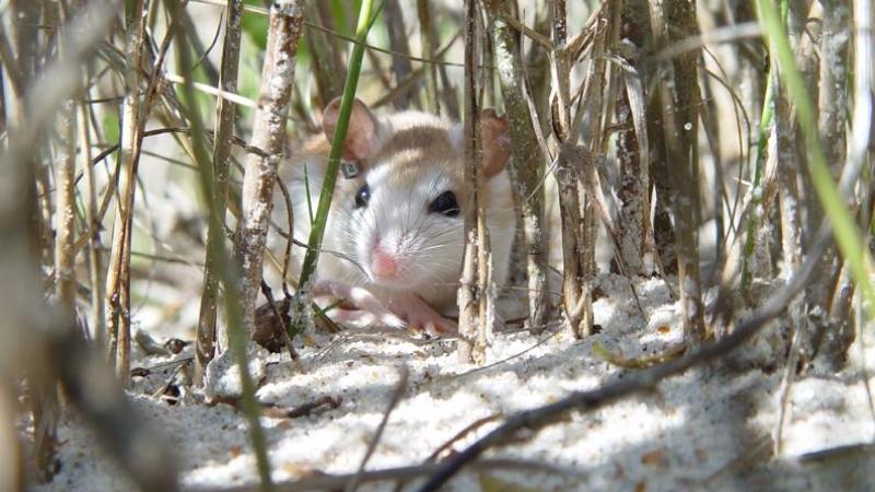 A view of the Anastasia Beach Mouse among the vegetation.