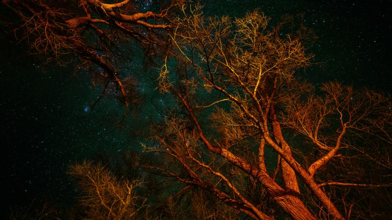 A view of the stars between the trees.