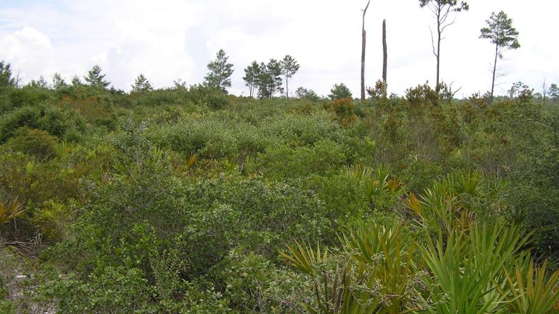 Thick plants cover the white sands in the scrub