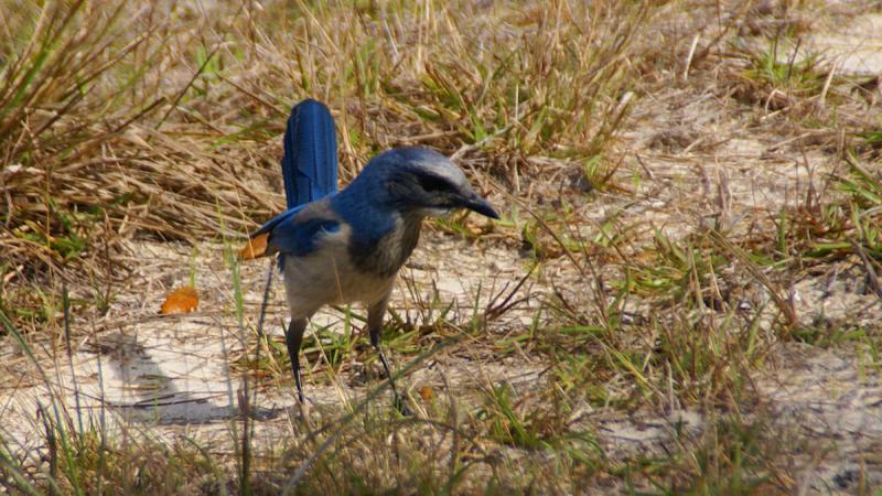 Blue Jays--Key to Forest Recovery — Woods & Waters Land Trust