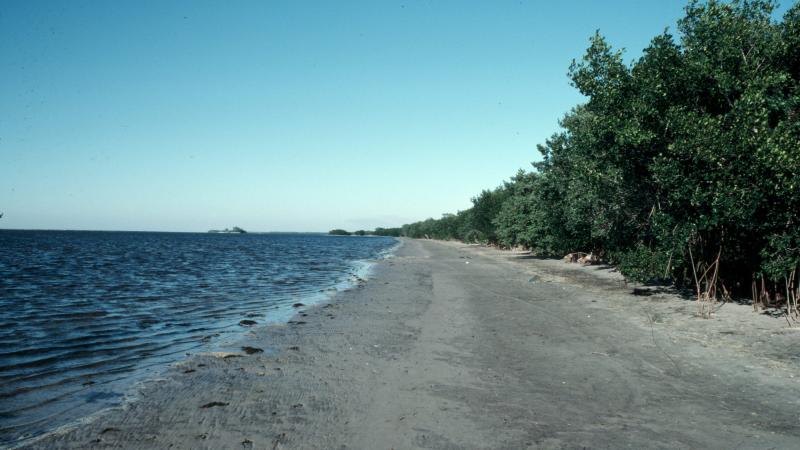 A view of the shoreline at Charlotte Harbor.