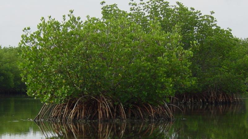 A view of the mangroves in the water.