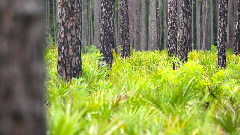 Blanket of saw palmetto on the ground and pine trees
