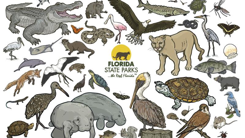 Composite image of Florida species